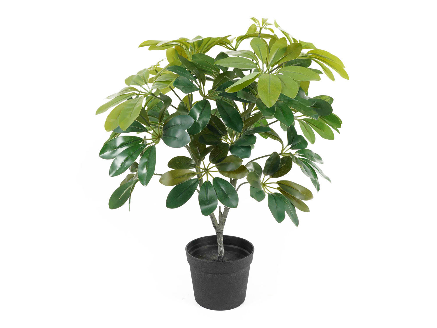 nutiden Kunstig plante Shefflera grøn