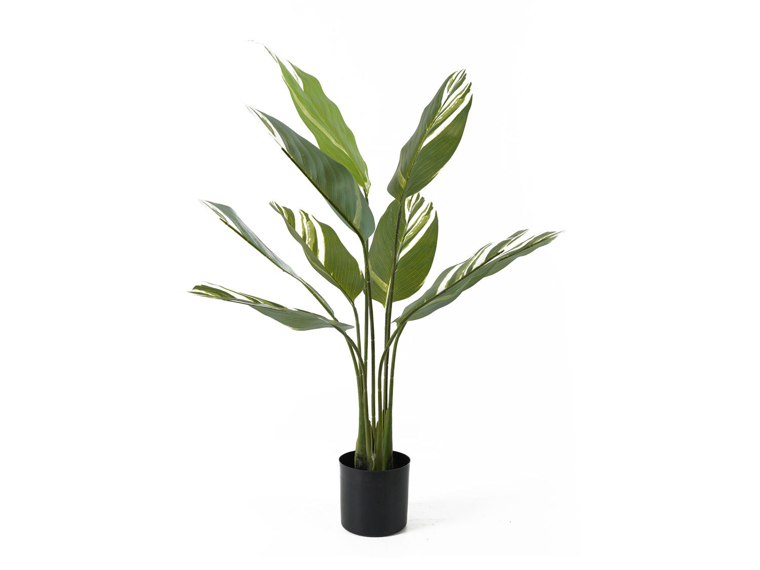 nutid Kunstig plante Calathea green w. hvid
