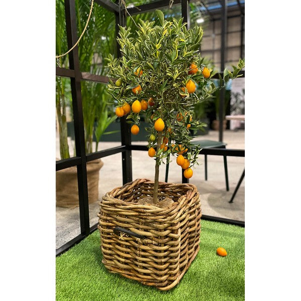 Maxi Low Firkantet Rattankurv L41xB41xH39 cm
