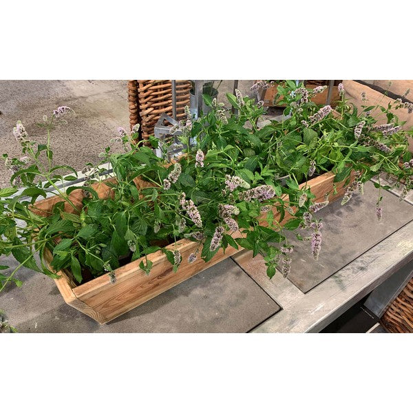 Plante Trug (100 cm) L100xB30/19xH20 (konisk) cm