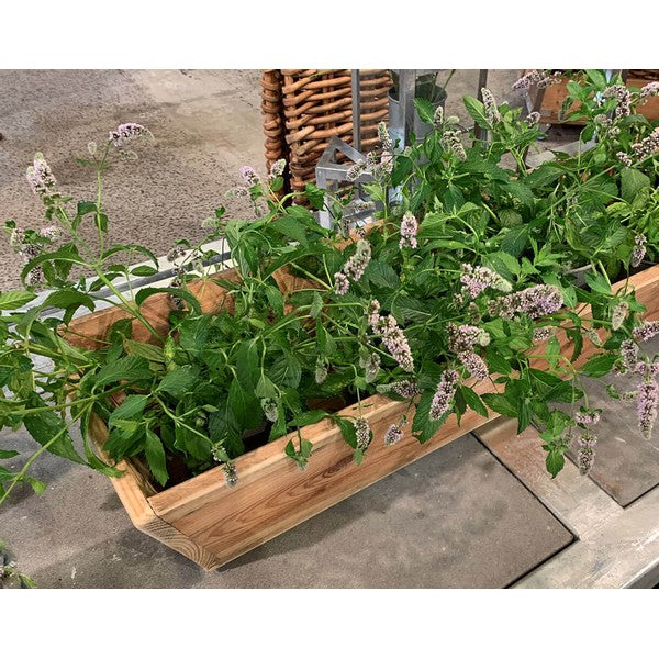 Plante Trug (75 cm) L75xB30/19xH20 (konisk) cm