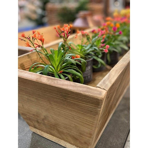 Plante Trug (50 cm) L50xB30/19xH20 (konisk) cm