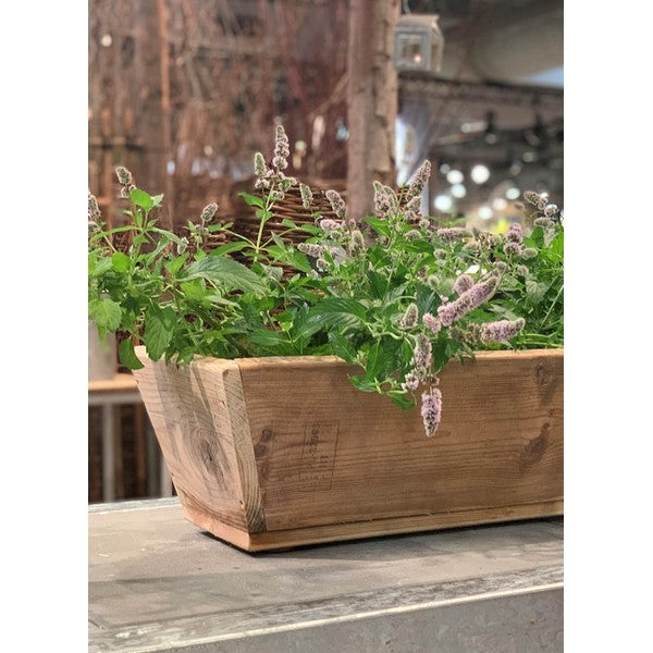 Plante Trug (50 cm) L50xB30/19xH20 (konisk) cm