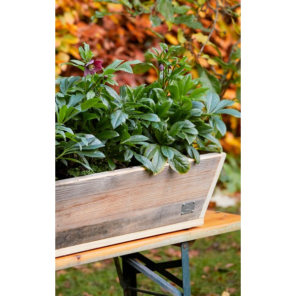 Plante Trug (50 cm) L50xB30/19xH20 (konisk) cm