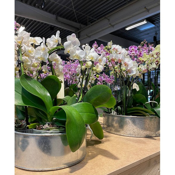 Galvaniseret Rund Plantebakke (sæt m/2 stk/2 str) Ø25-35xH9-10 cm