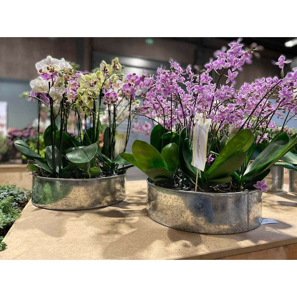 Galvaniseret Rund Plantebakke (sæt m/2 stk/2 str) Ø25-35xH9-10 cm