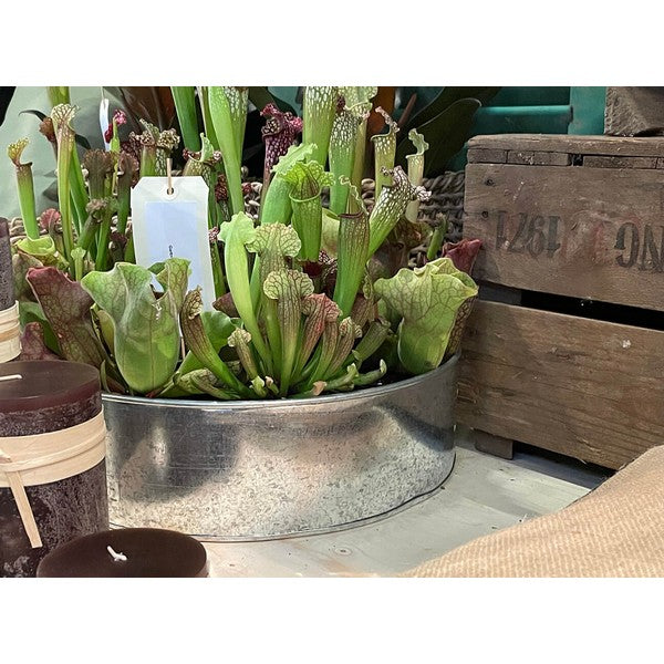 Galvaniseret Rund Plantebakke (sæt m/2 stk/2 str) Ø25-35xH9-10 cm