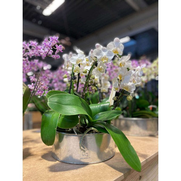 Galvaniseret Rund Plantebakke (sæt m/2 stk/2 str) Ø25-35xH9-10 cm