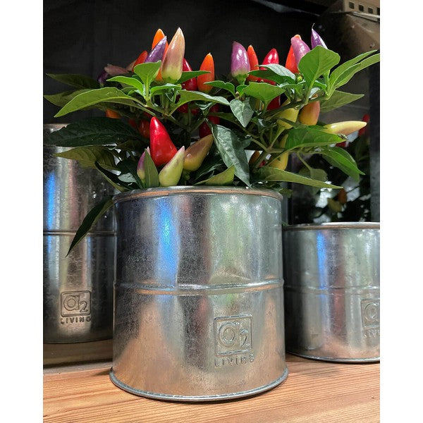 Galv Urtepotte (sæt m/6 stk/5 str) Ø8-16xH6-16 cm