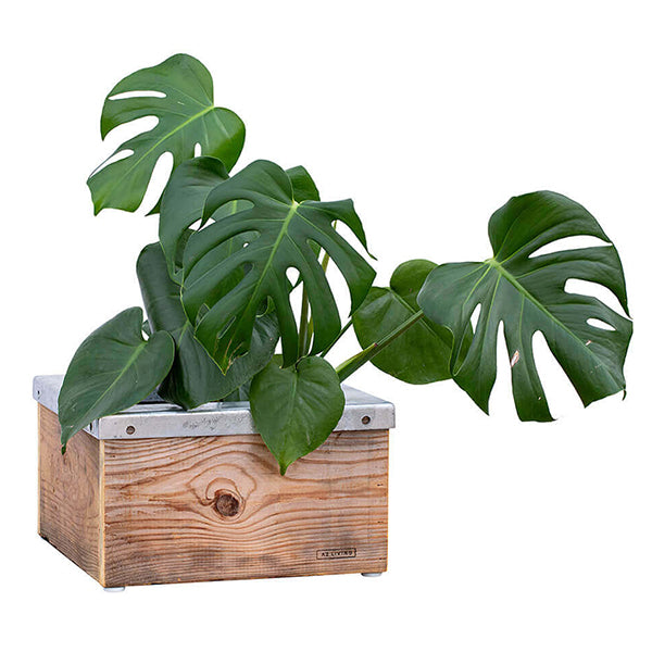 Quadro Plantekasse m/galv ramme 34,5x34,5x20,5 cm