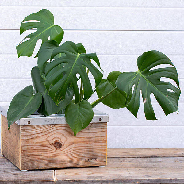 Quadro Plantekasse m/galv ramme 34,5x34,5x20,5 cm