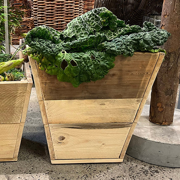 Plante Trug Quadro 50 cm