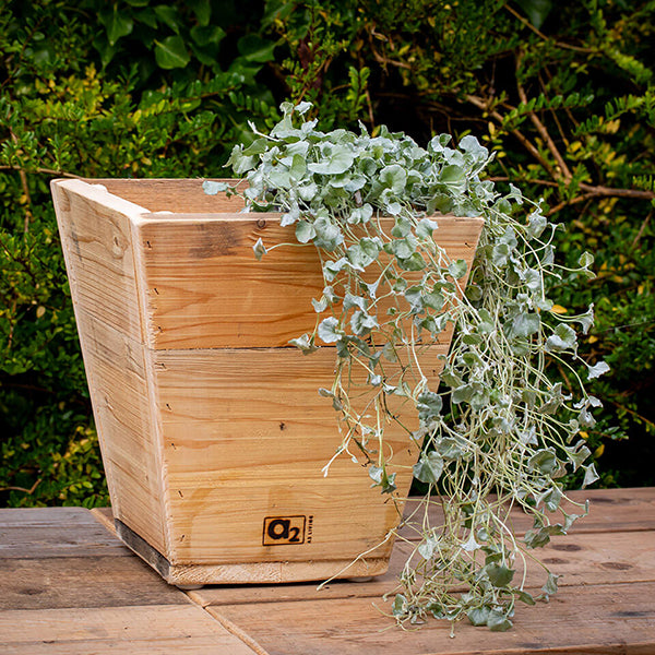 Plante Trug Quadro 30 cm