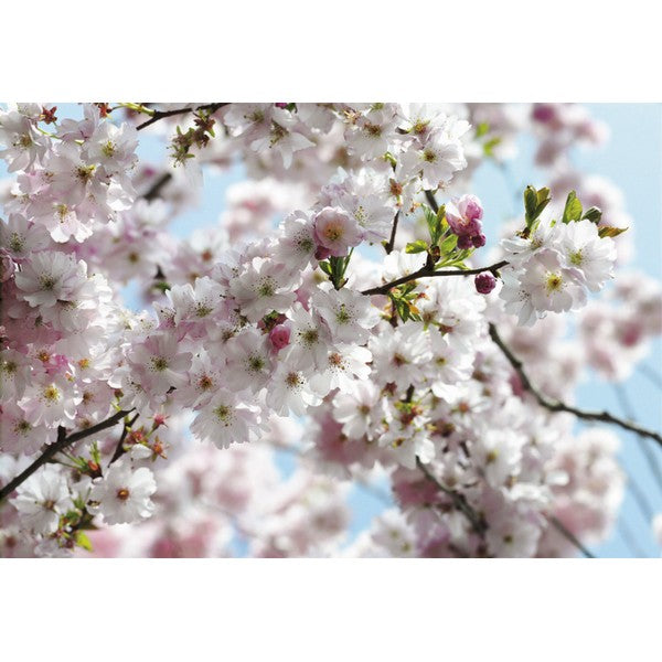 Fototapet Spring 2,54x3,68 meter