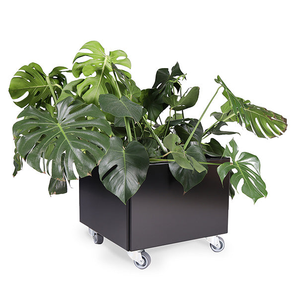 Plantekasse sortlakeret alu 60x60x40 cm m/grå hjul