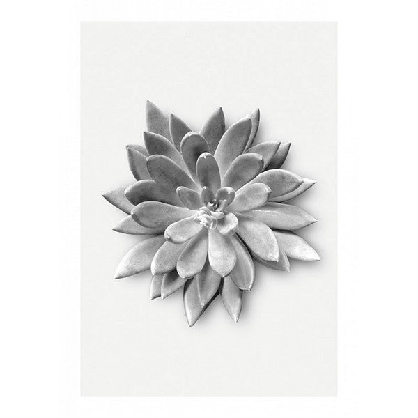 Plakat Saftig agave - 50x70 cm