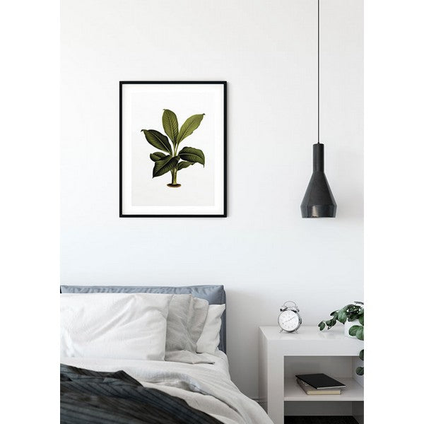 Plakat Gummitræblad - 40x50 cm