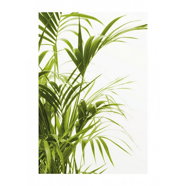 Plakat Reed Blade - 50x70 cm