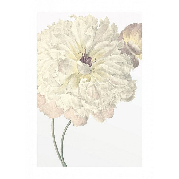 Plakat Illustration Dahlia - 50x70 cm
