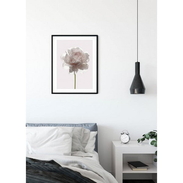 Plakat Rose - 50x70 cm