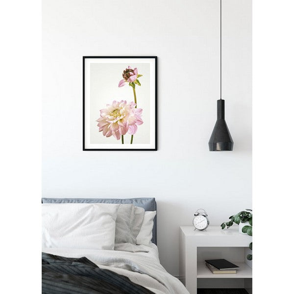 Plakat Dahlia - 40x50 cm