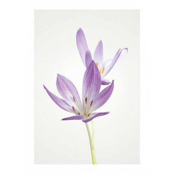 Plakat Efterårskrokus - 50x70 cm