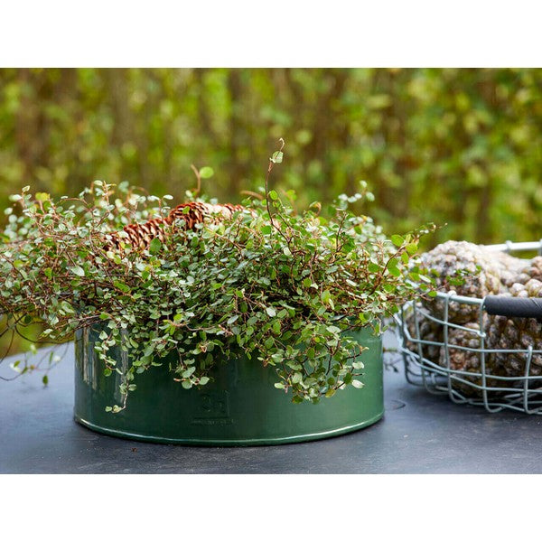 Olivengrøn Rund Plantebakke (sæt m/2 stk/2 str) Ø25-35xH9-10 cm