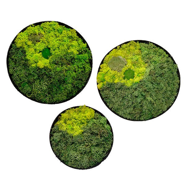 Mosbillede rund 55 cm
