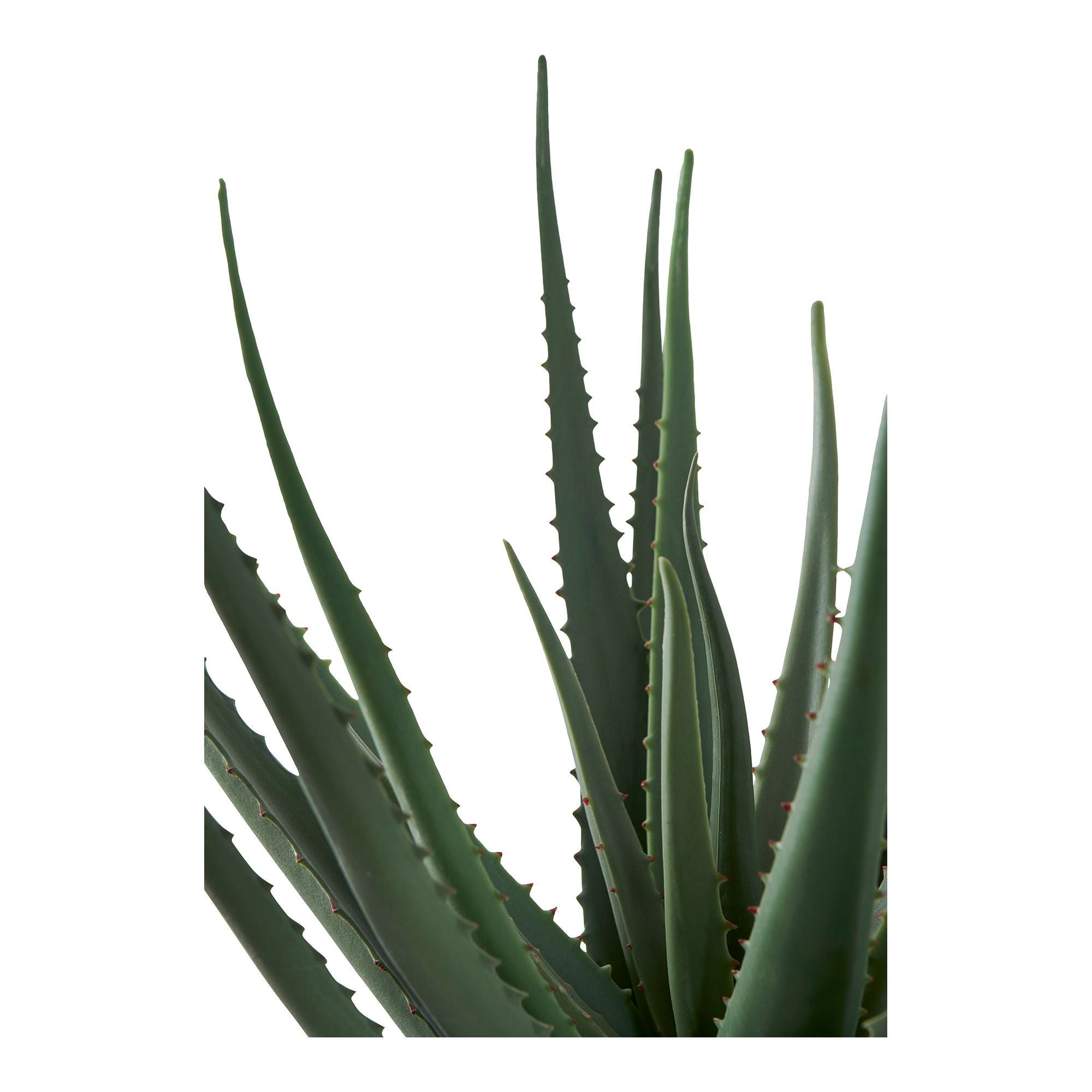 House Nordic Aloe Vera