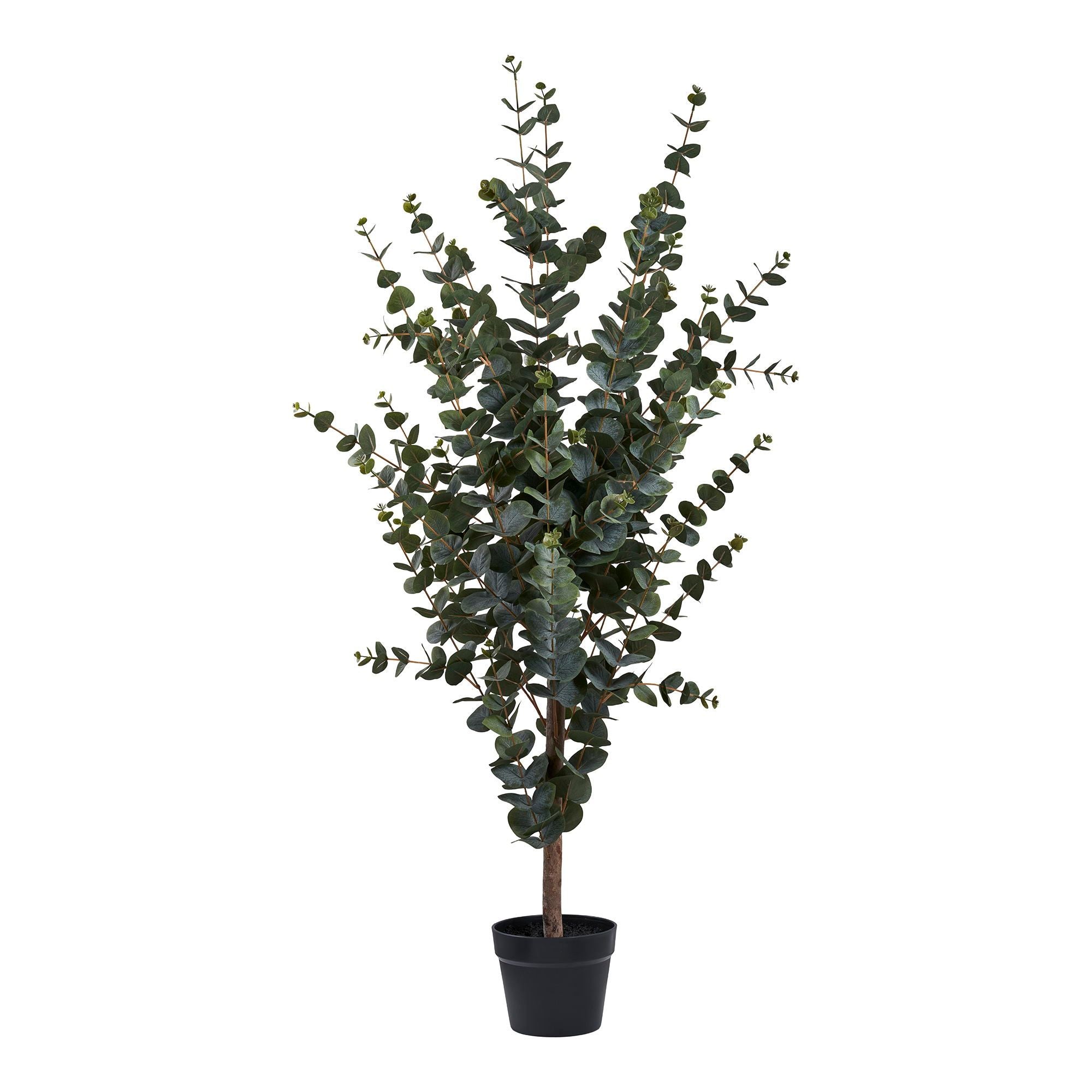 House Nordic Eukalyptus Træ