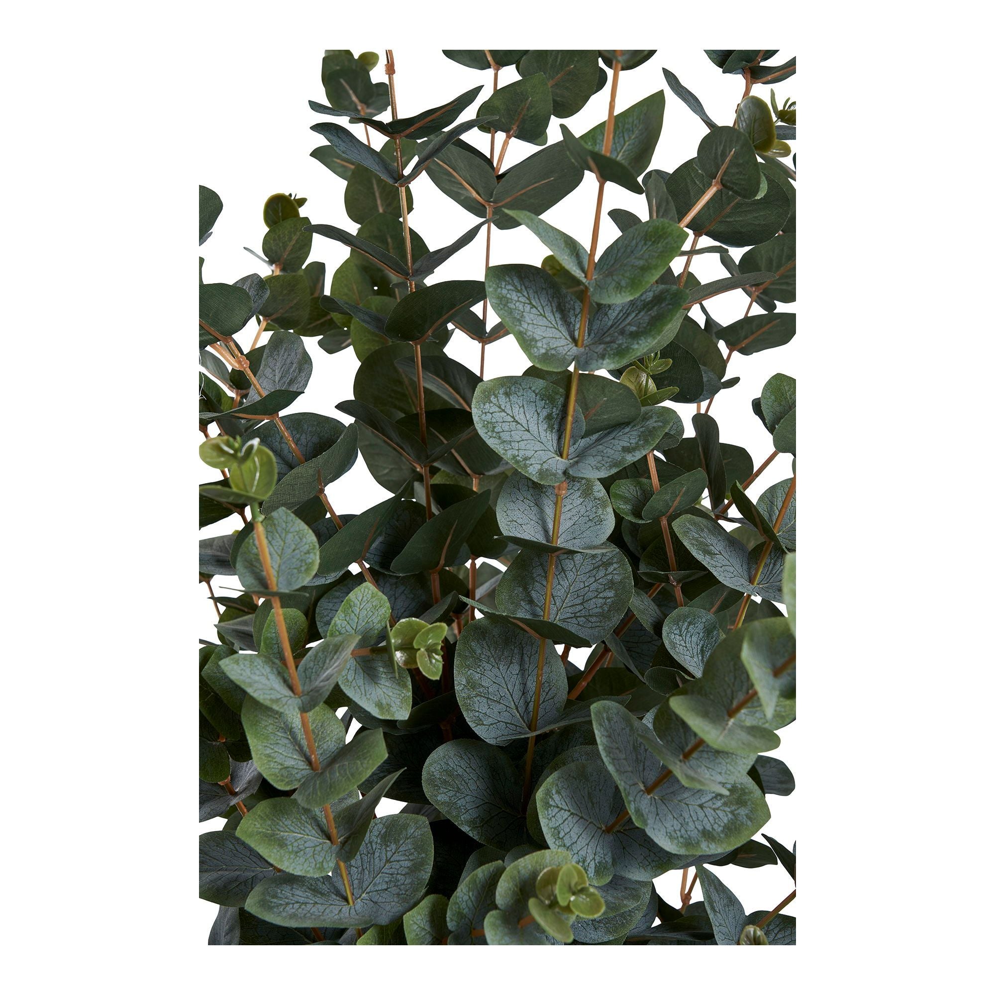 House Nordic Eukalyptus Træ