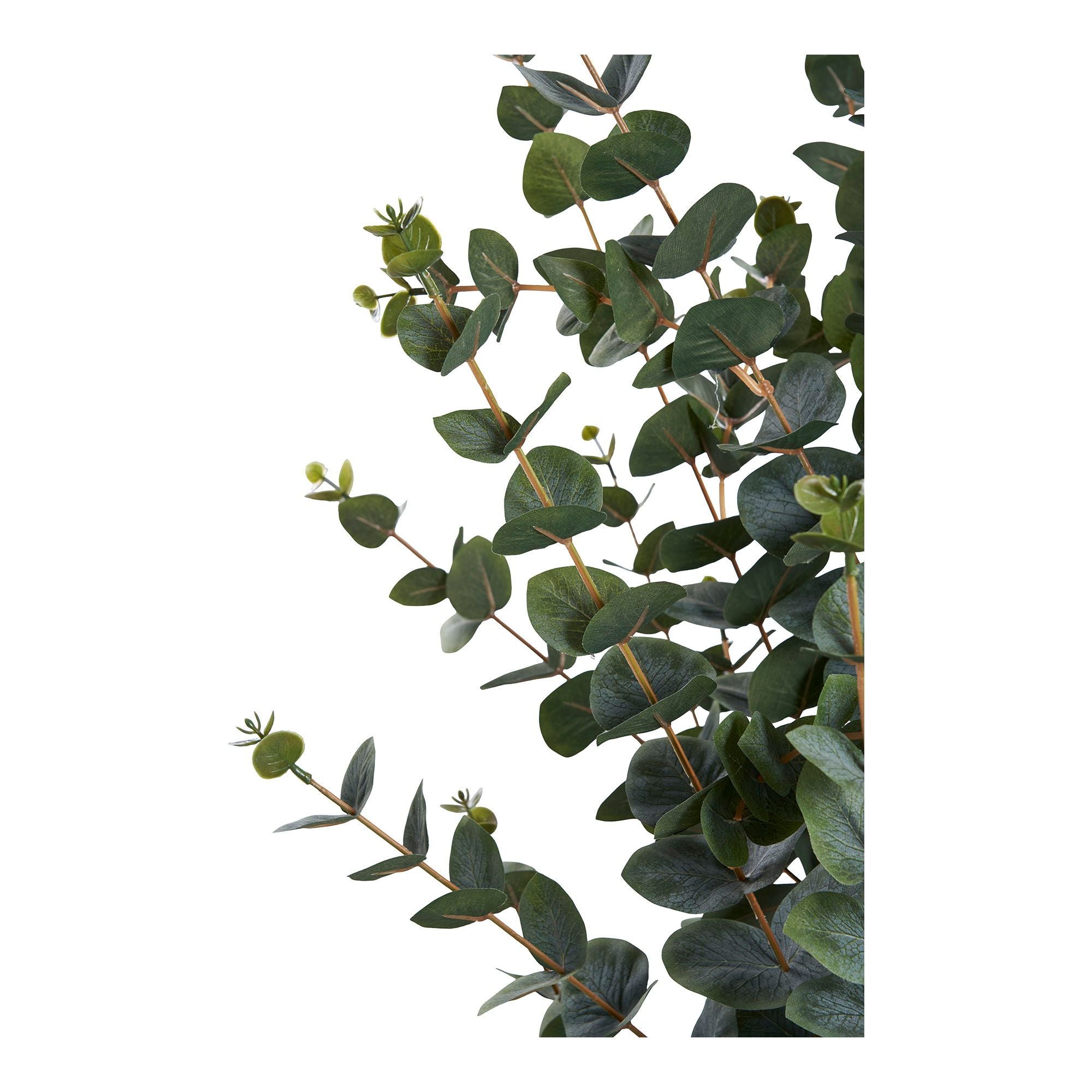 House Nordic Eukalyptus Træ