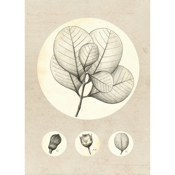 Plakat Transparent Leaf - 40x50 cm