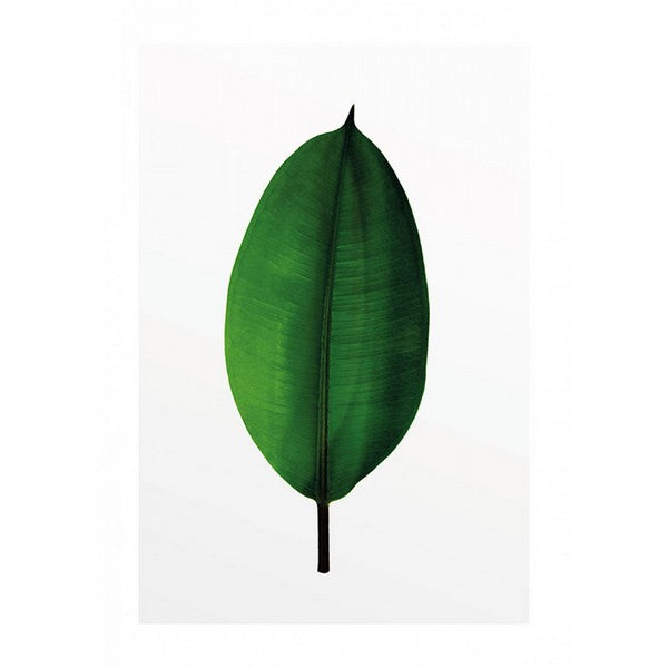 Plakat Ficus blad - 30x40 cm