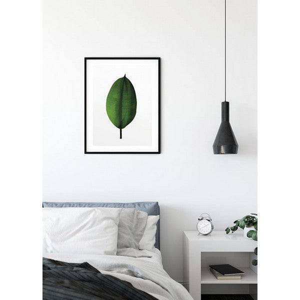 Plakat Ficus blad - 50x70 cm