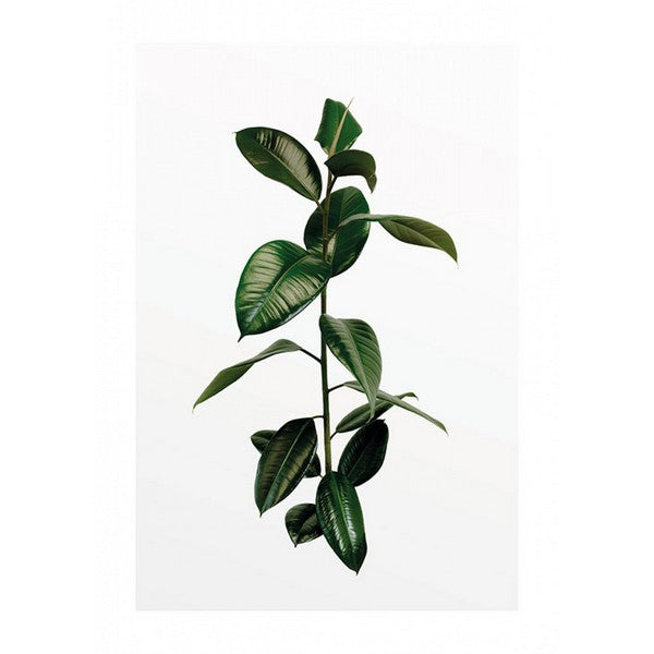 Plakat Ficusbladene - 50x70 cm
