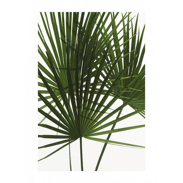 Plakat Palmetræ Blade - 40x50 cm