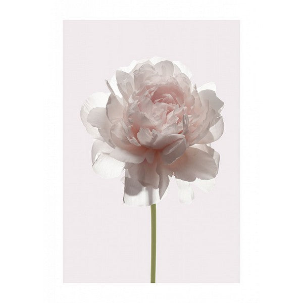 Plakat Rose - 50x70 cm