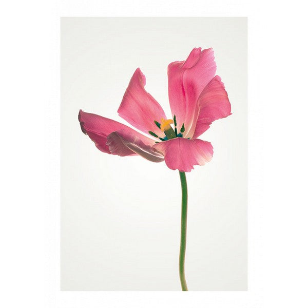 Plakat Tulipan - 30x40 cm