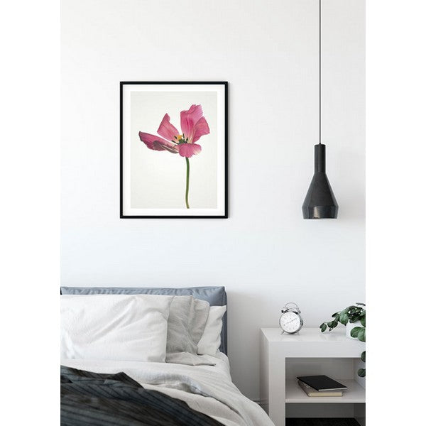 Plakat Tulipan - 50x70 cm