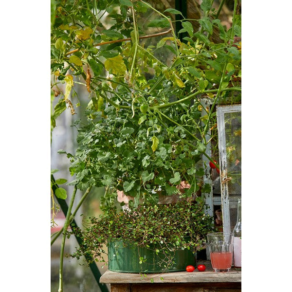 Olivengrøn Rund Plantebakke (sæt m/2 stk/2 str) Ø25-35xH9-10 cm