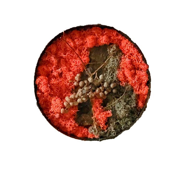 Mosbillede rund rød, grøn, gren, bark 35 cm